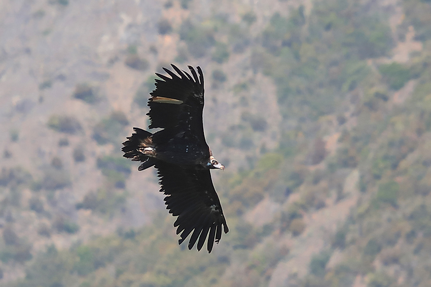 Avvoltoio monaco (Aegypius monachus)